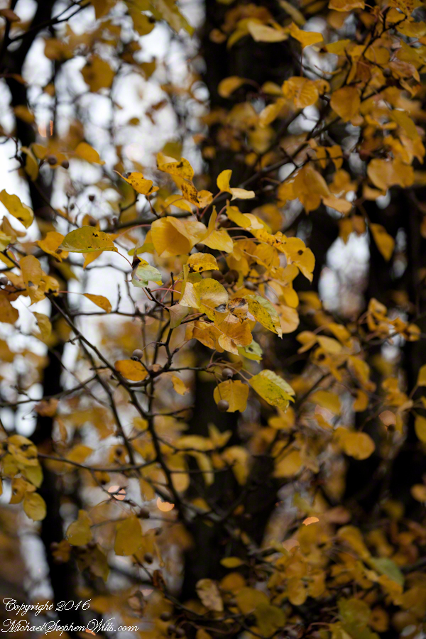 blackfridayjimthorpe-9647