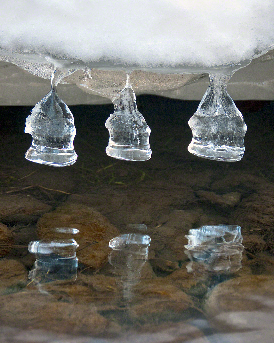 Ice Bells -- click for my online gallery