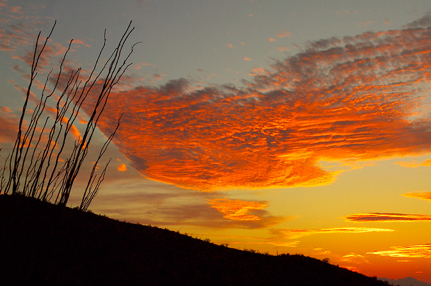 Ocotillo Sunset octillosunset_copyright_forweb