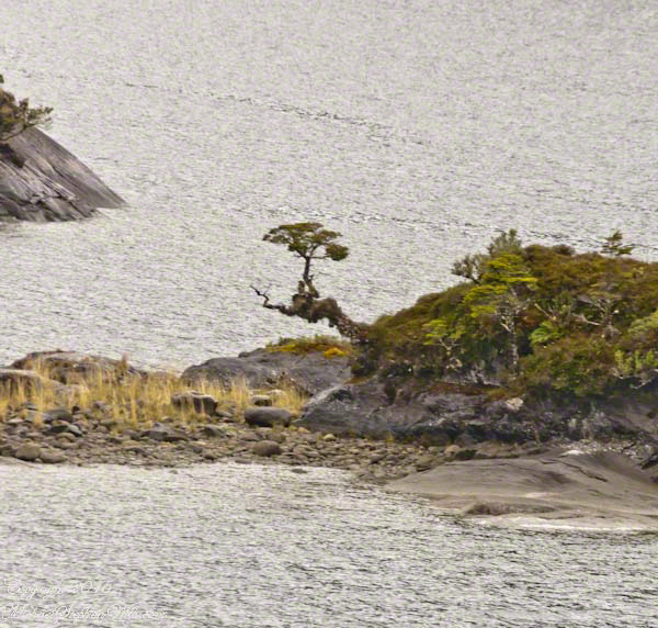 200 mm bonsai view – CLICK ME!!!!