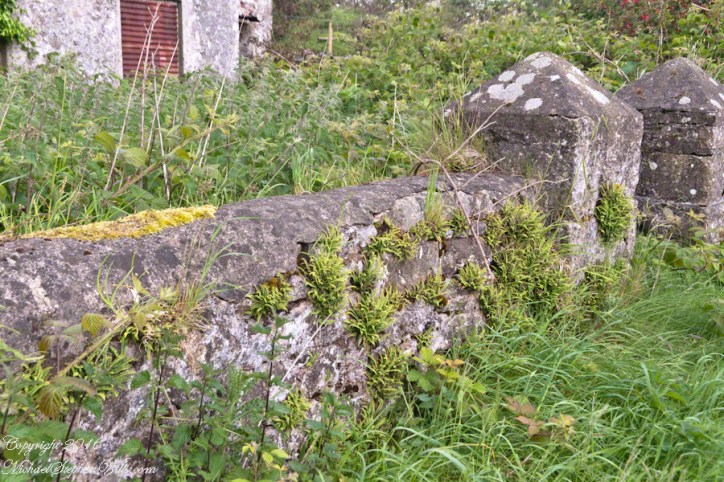 Schoolhouse Ruin stone fence– CLICK ME!!!!