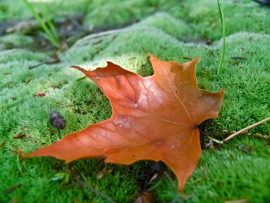 Fallen Oak Leaf – CLICK ME!!!!