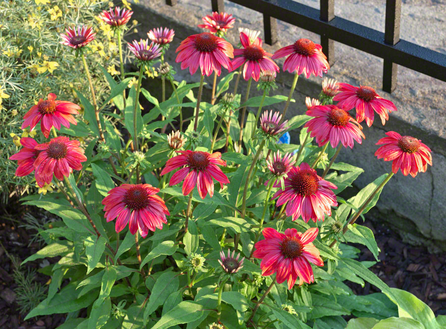 HostaEchinacea-0093