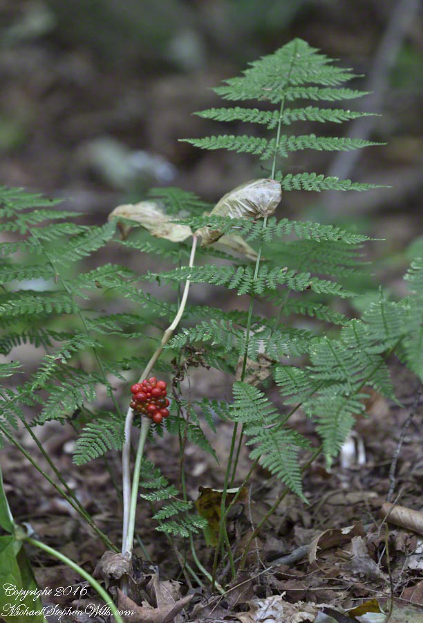 Lovers Lane Observation Platform– CLICK ME!!!!