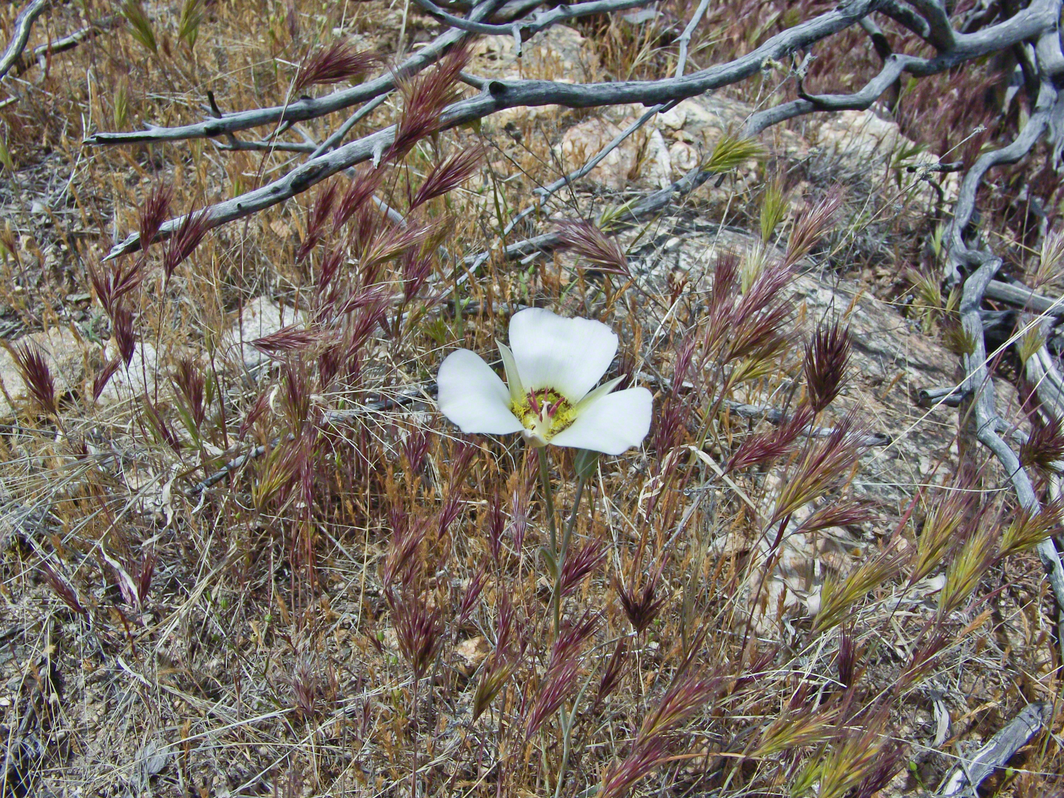 Sego Lilies -- CLICK ME!!!!
