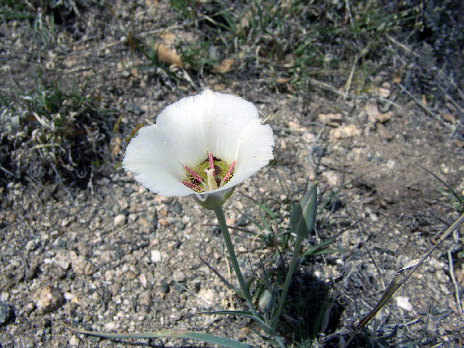 Sego Lilies -- CLICK ME!!!!