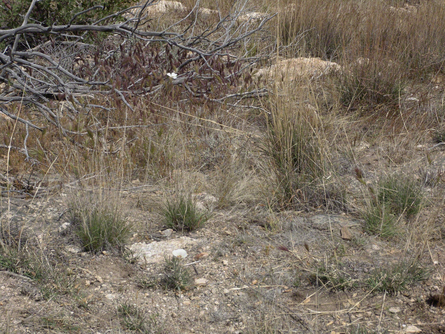 Sego Lilies -- CLICK ME!!!!