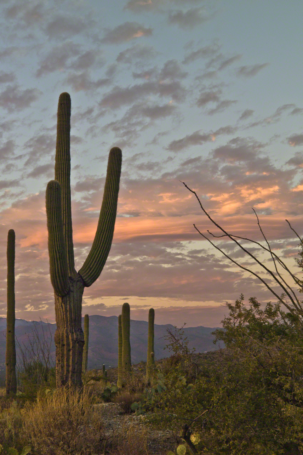 Saguaro Sunset -- CLICK ME!!!!
