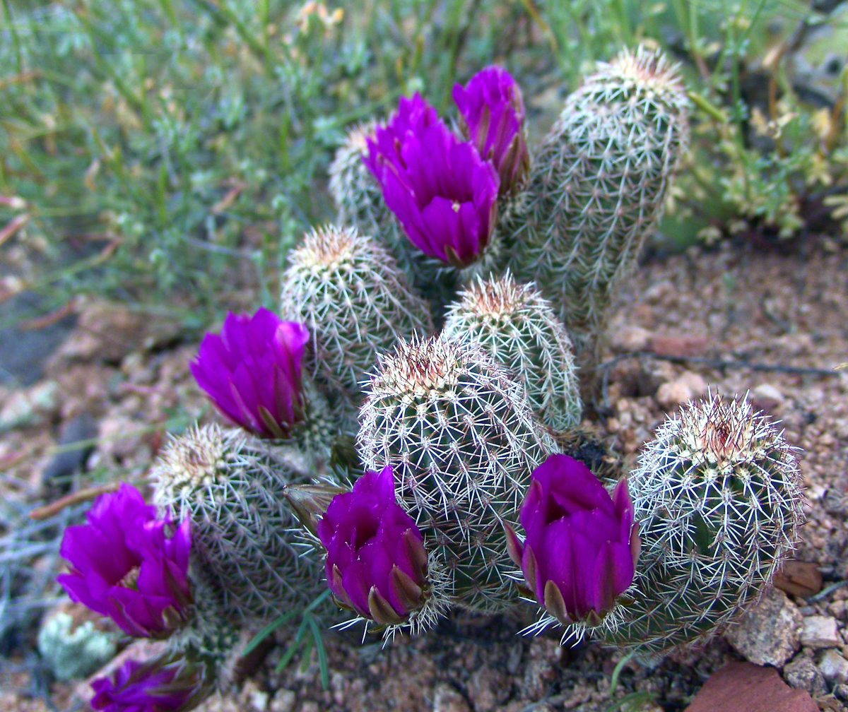 Lavender Hedgehog, overview