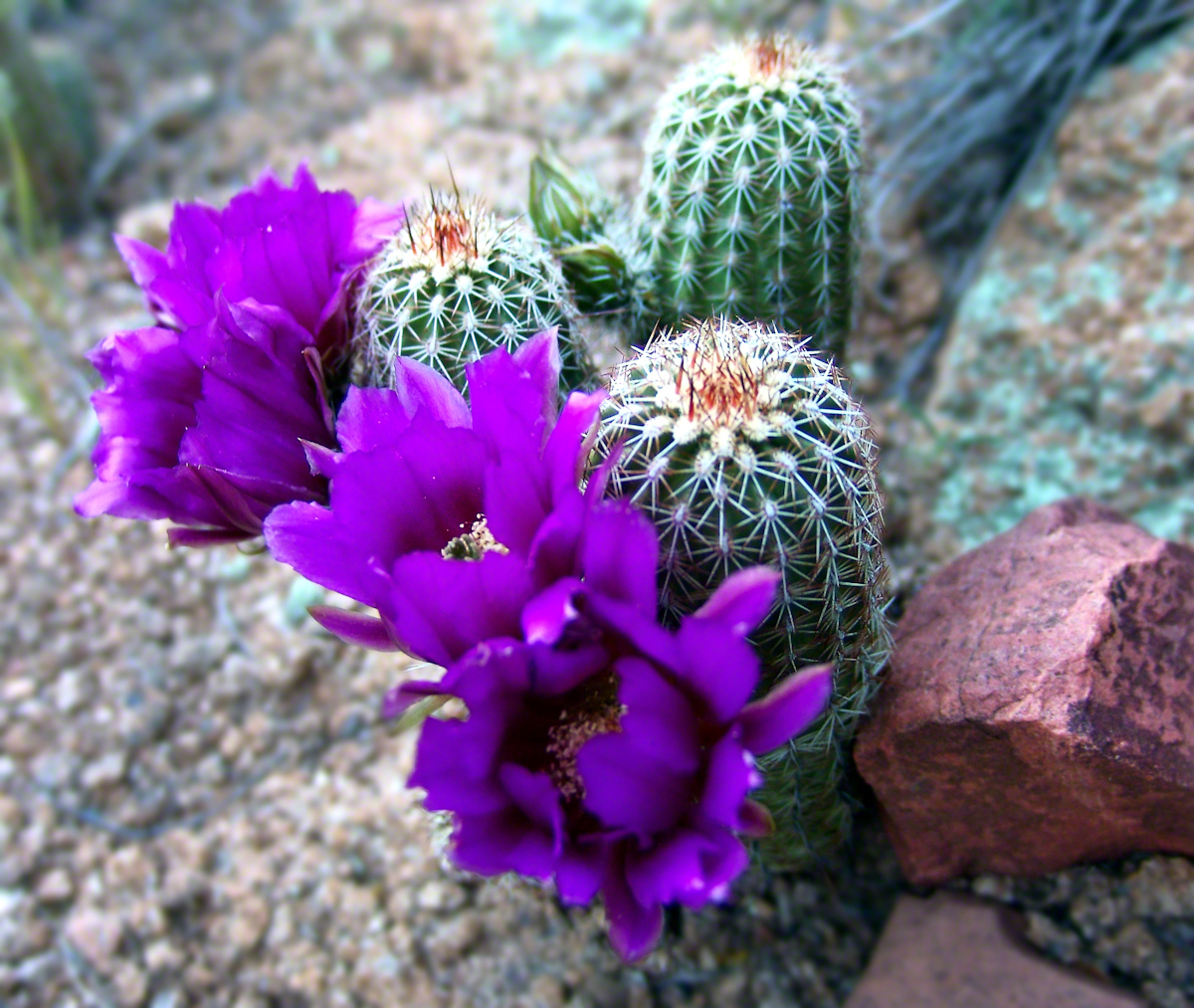 Lavender Hedgehog Blossoms