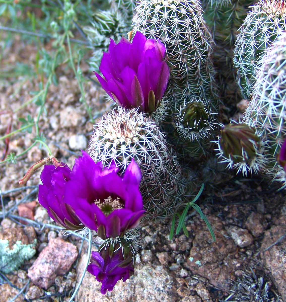 Lavender Hedgehog Blossoms