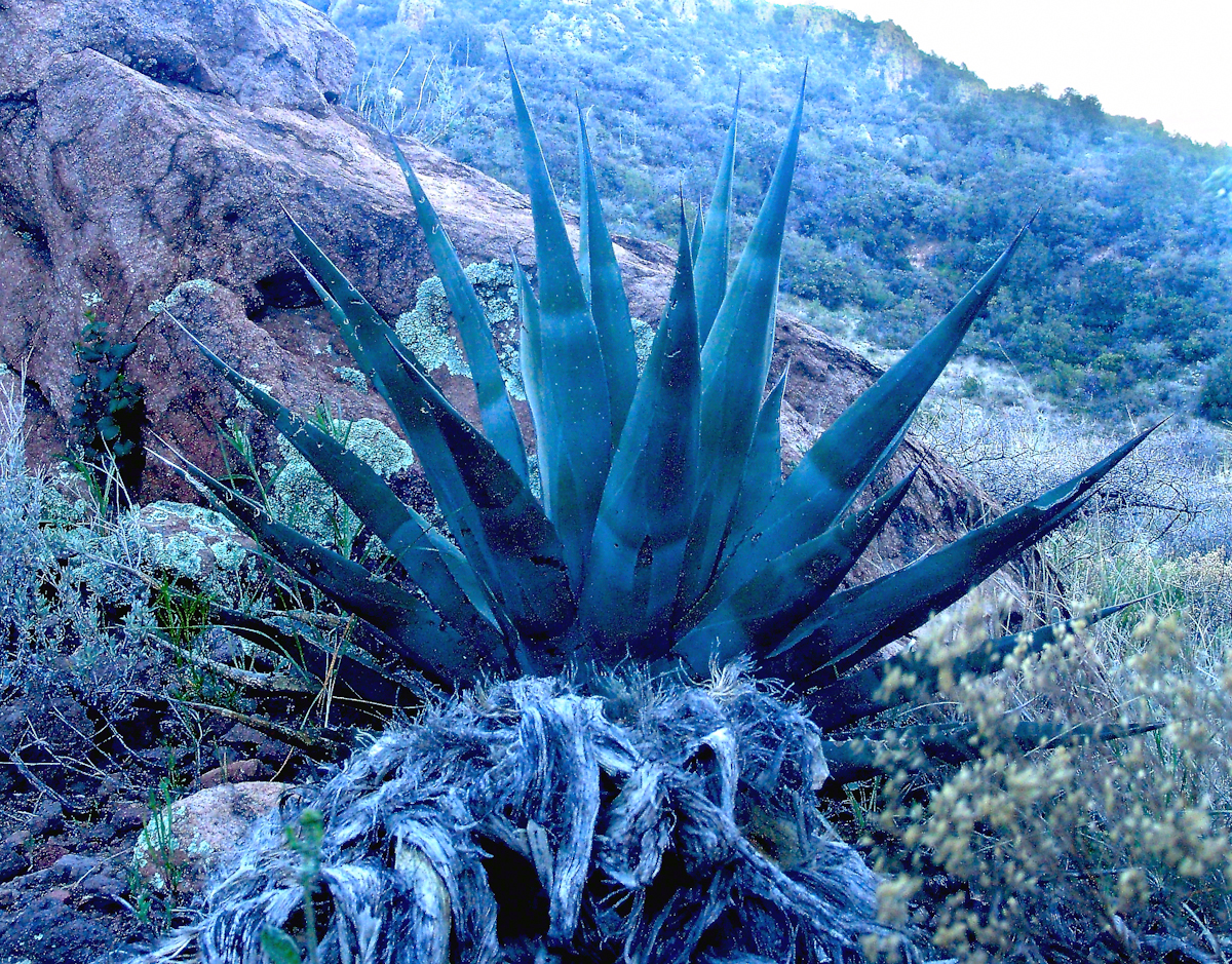 Agave