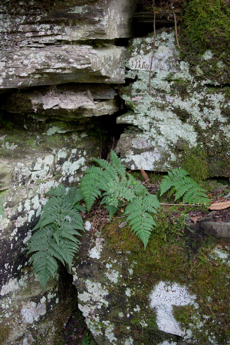 Ferns, Lichen, Gorge Wall