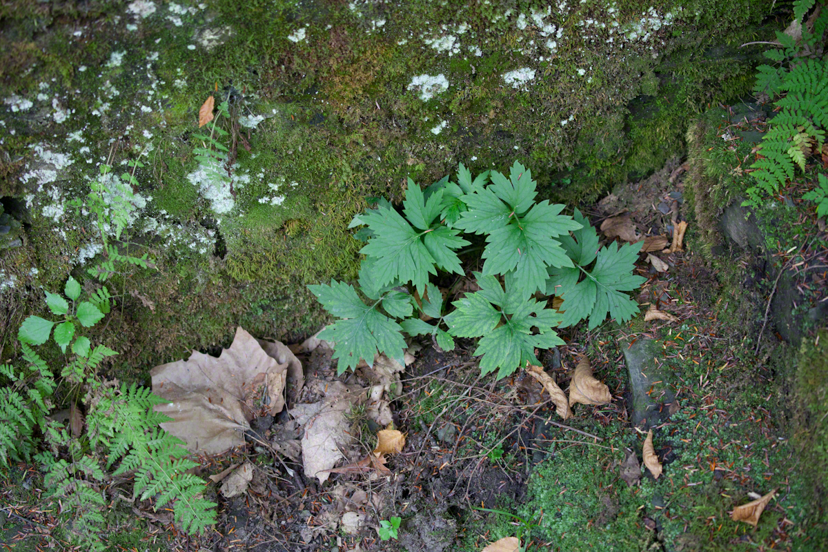 Foot of the Gorge Wall