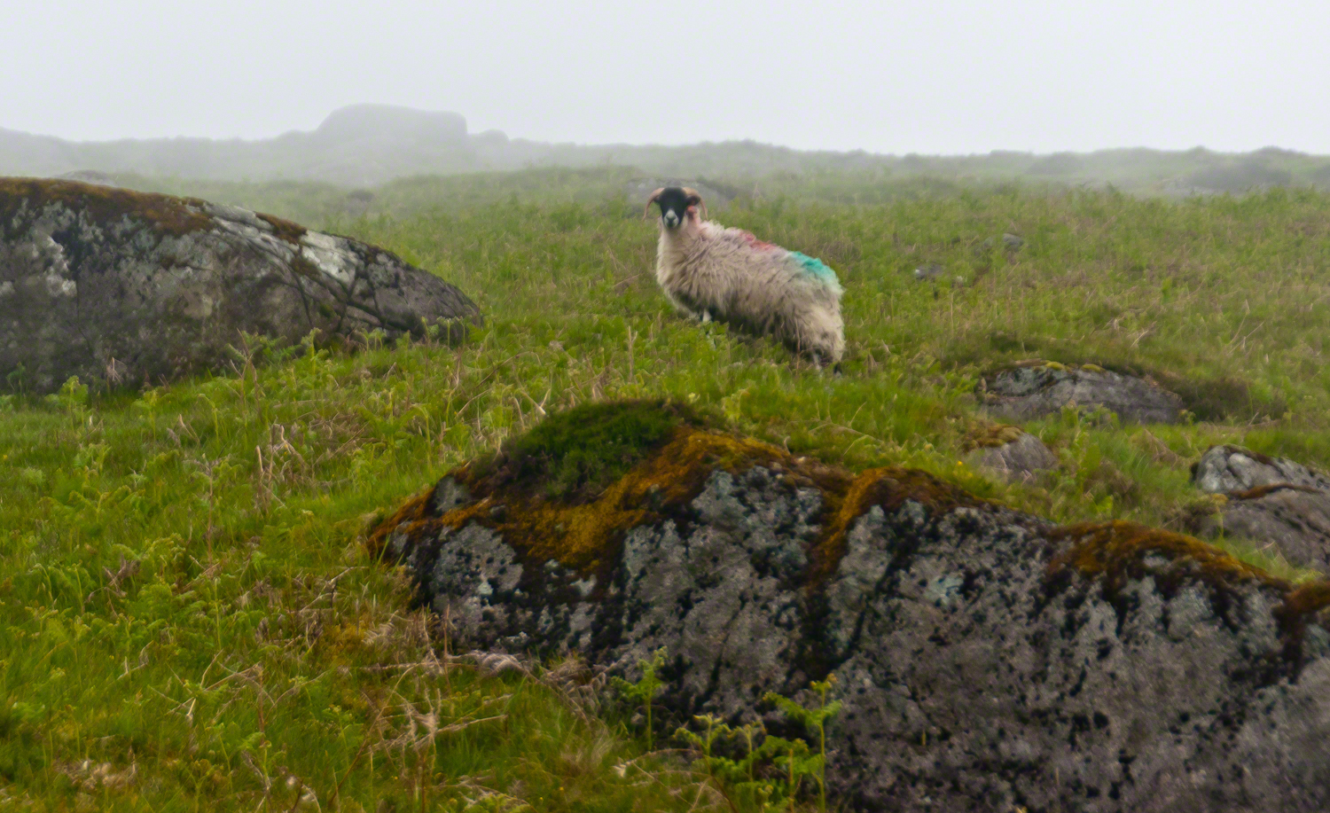 Ram on Slieve Foy