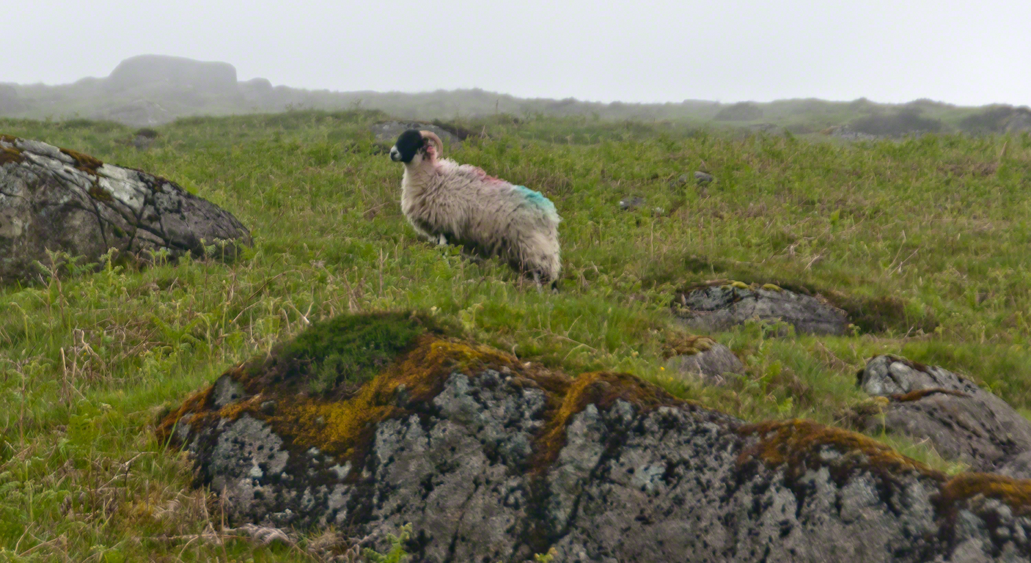 Ram in profile on Slieve Foy