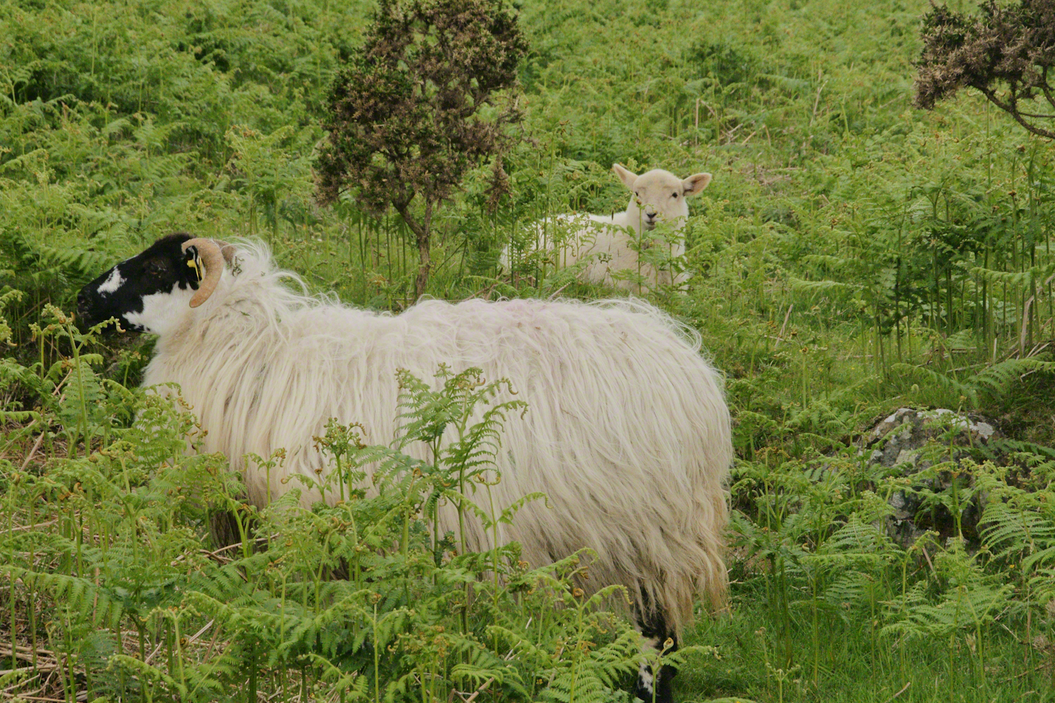 Walking the Tain Trail to Carlingford