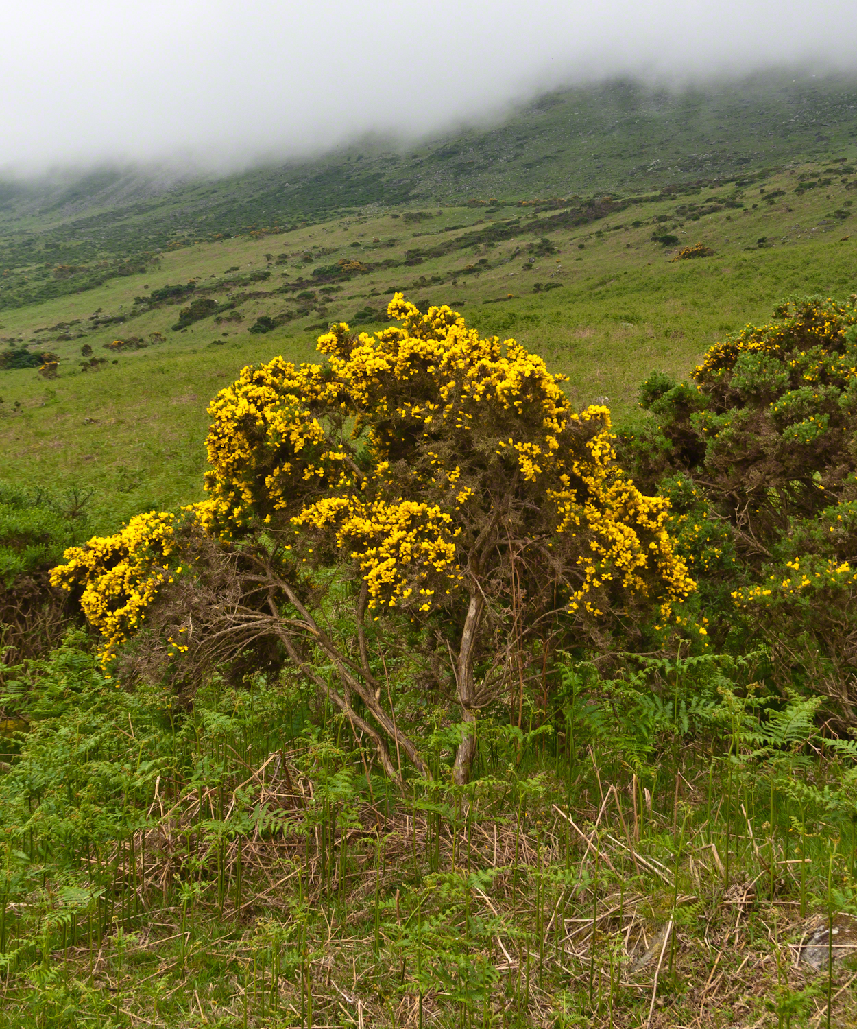 Gorse against the slopes of Slieve Foy