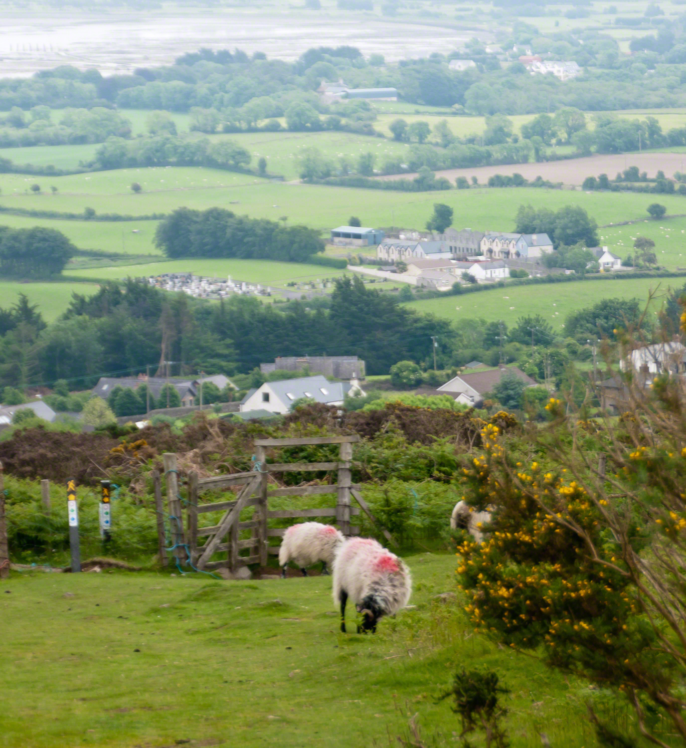 Tain Trail Enters Carlingford