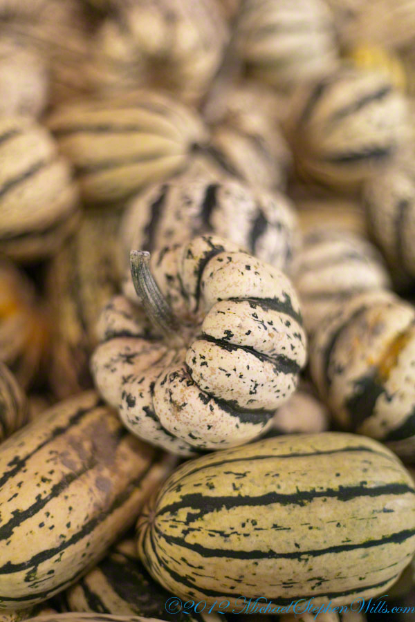 Ornamental Squash / Gourds
