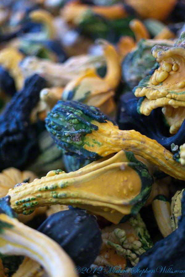 Ornamental Squash / Gourds