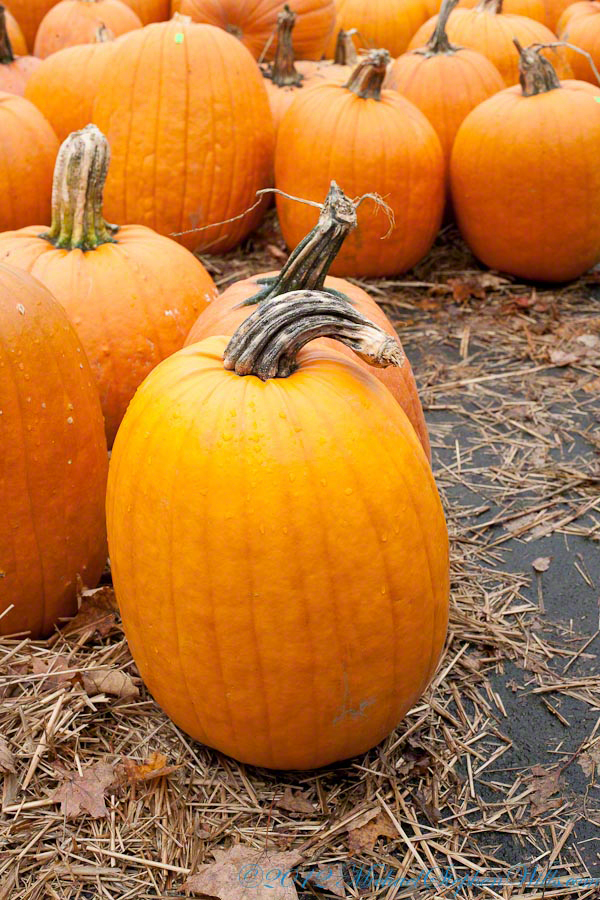 The pumpkins are sorted....