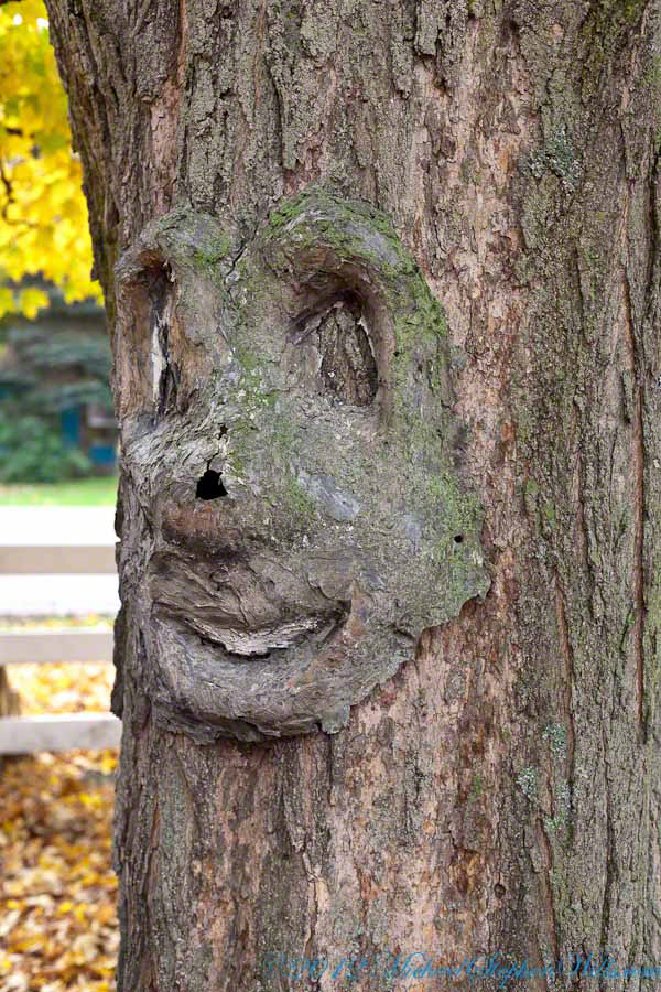 Thankfully, the trees....