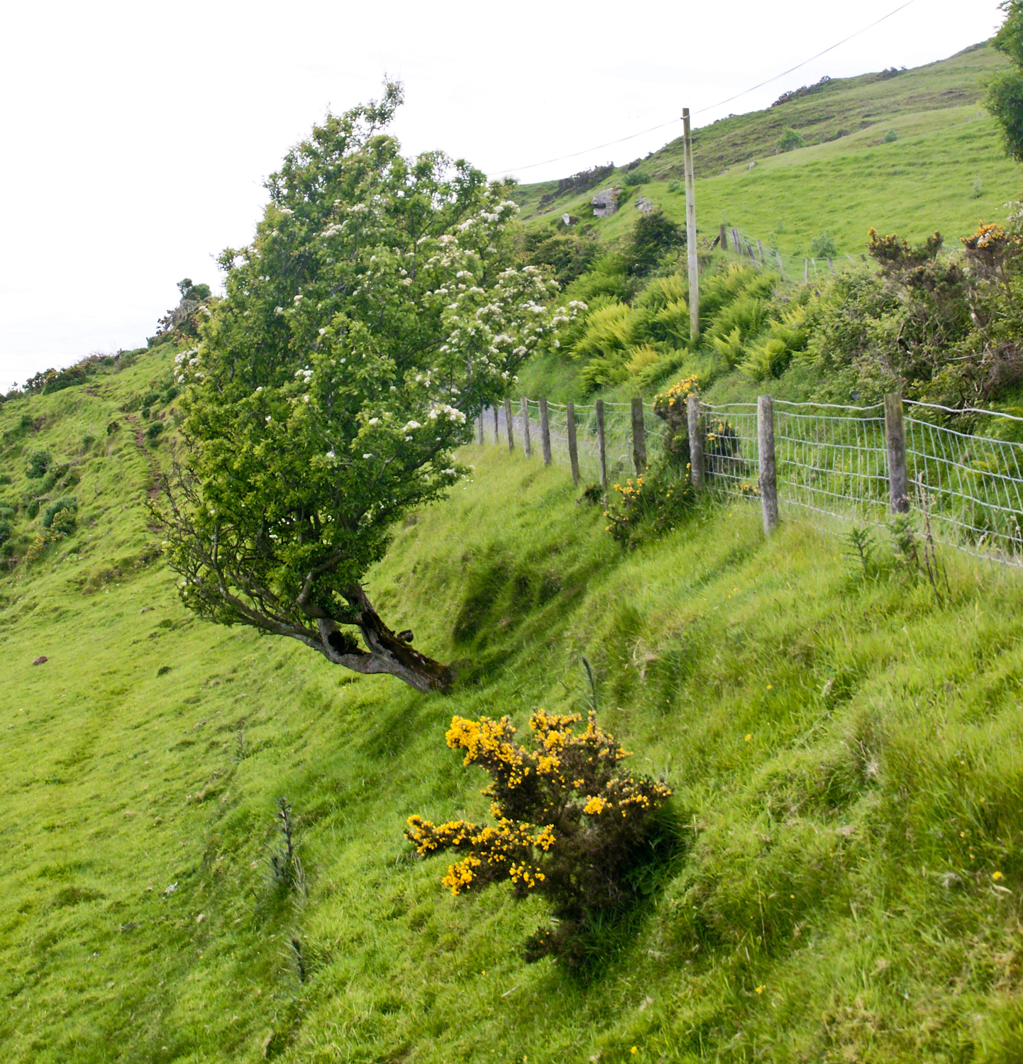 Stressed Costal Hawthorn