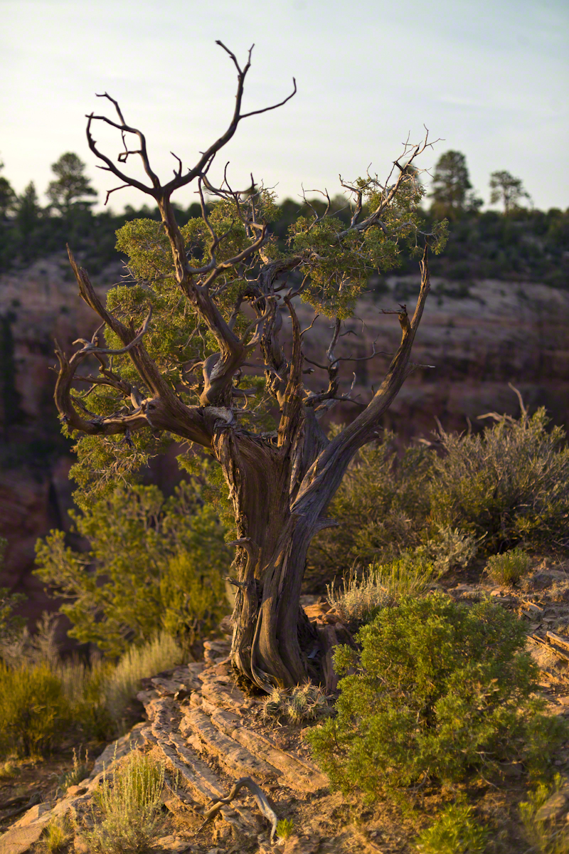 Juniper Sunrise