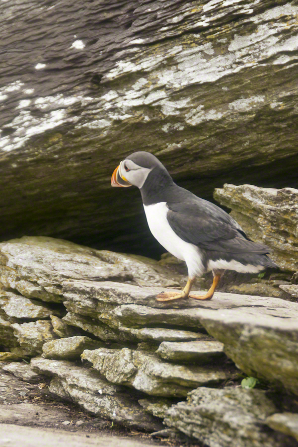 Puffins of Michael Skellig
