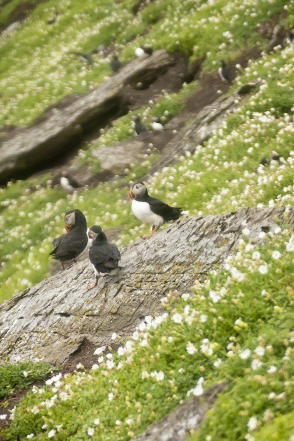 Social Puffin