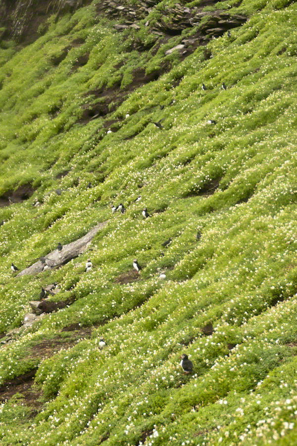 Puffins of Michael Skellig