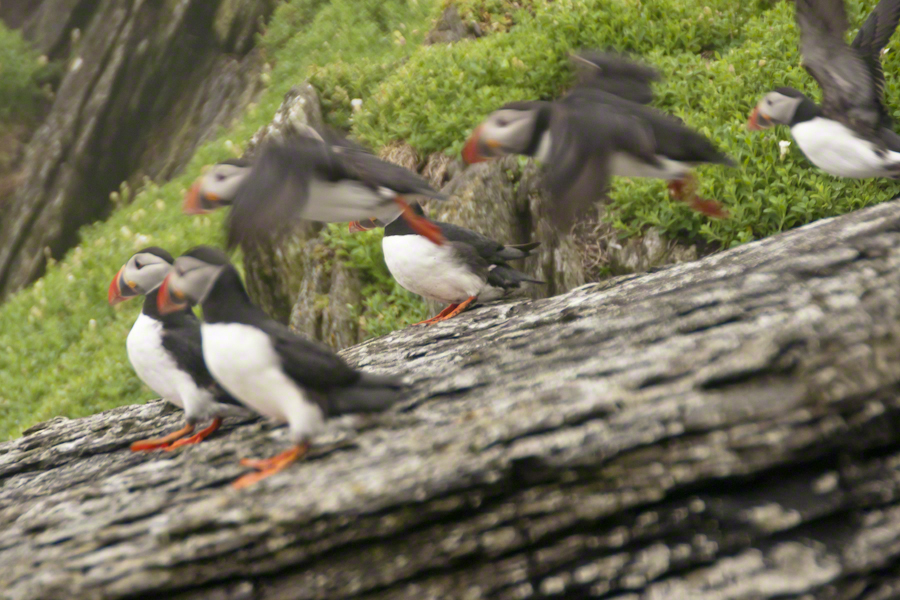 Puffins of Michael Skellig