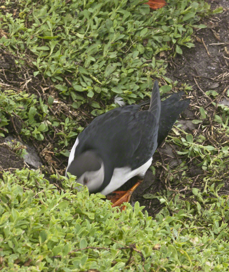 Puffins of Michael Skellig