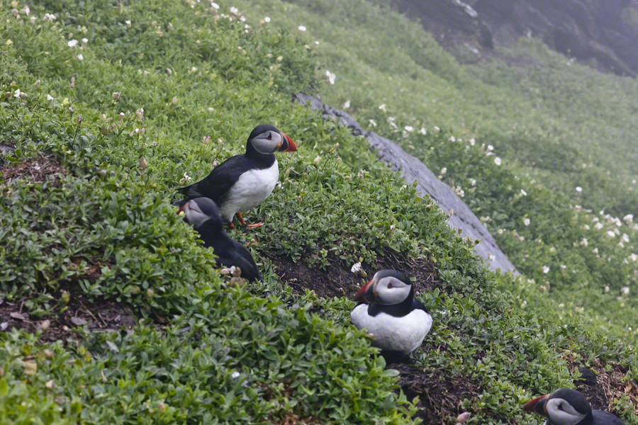 Puffins of Michael Skellig