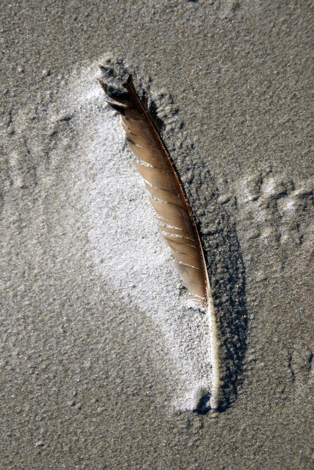 DSC05792BeachFeathre