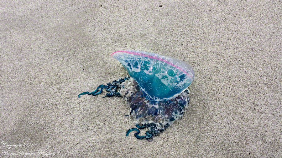 Life guards were not knowledgeable – CLICK ME for more abstract photography.