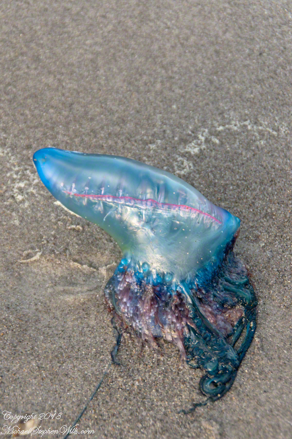 Beached Man Of War – CLICK ME for more abstract photography.