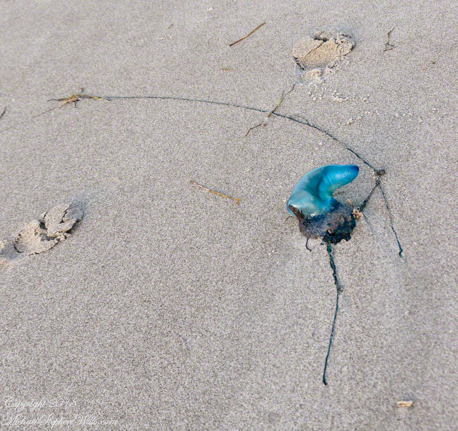 Man of War with extended tentacles – CLICK ME for more abstract photography.