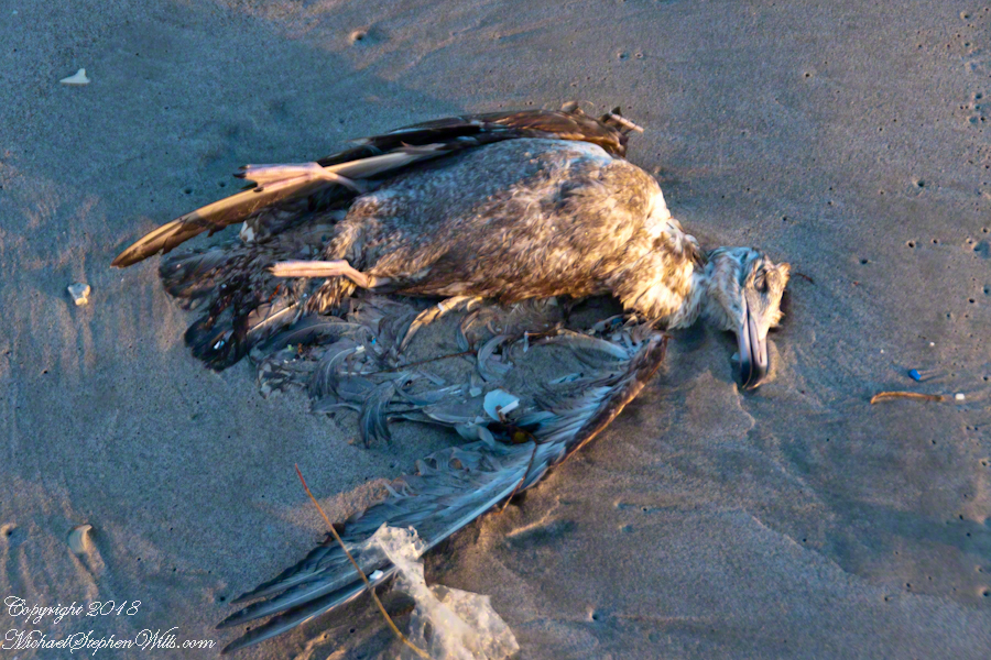 Gull Corps – CLICK ME for more abstract photography.