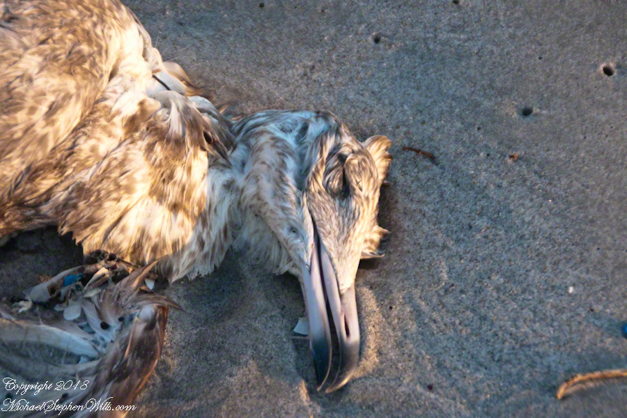 Gull Corps – CLICK ME for more abstract photography.