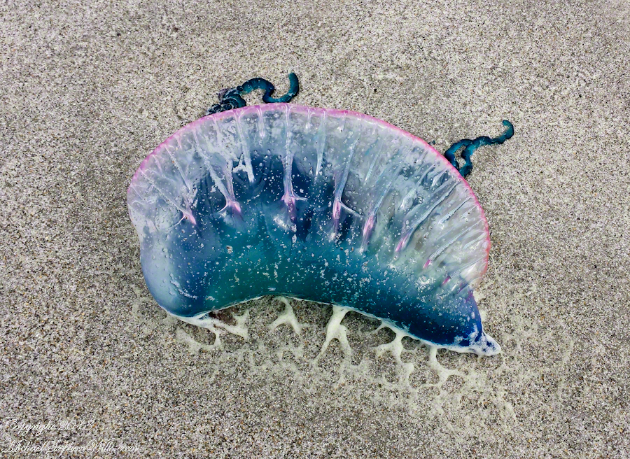 Named After Sailing Ships – CLICK ME for more abstract photography.