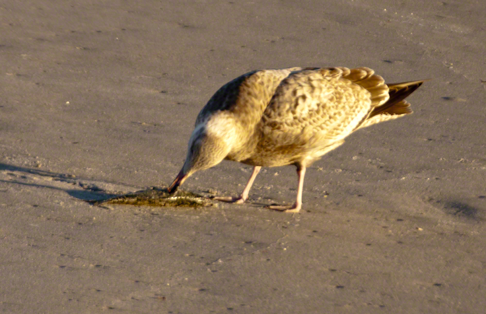 Scavenging Gull – CLICK ME for more Florida photography.