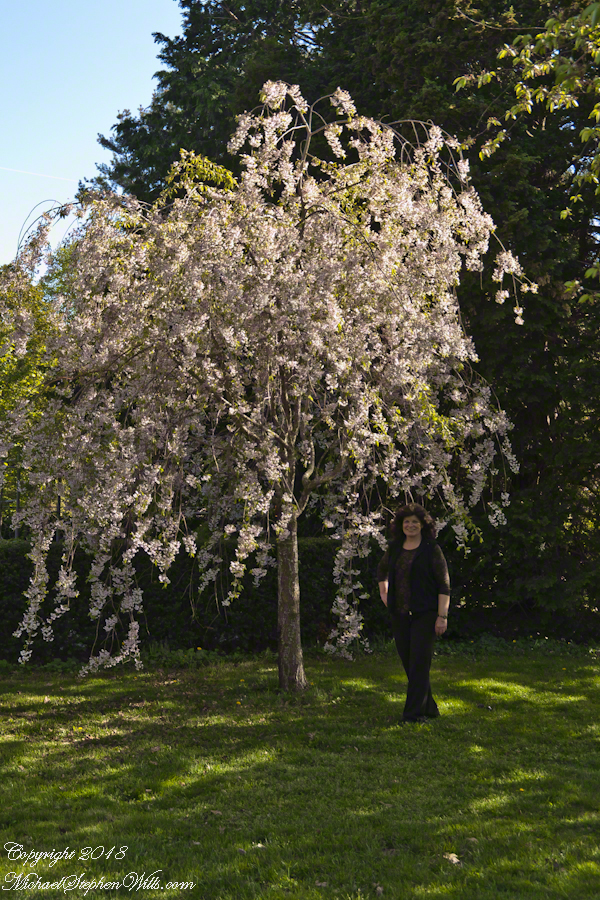 Pam with a Shirofugen Flowering Cherry in bloom – CLICK ME for my Getty Portfolio.