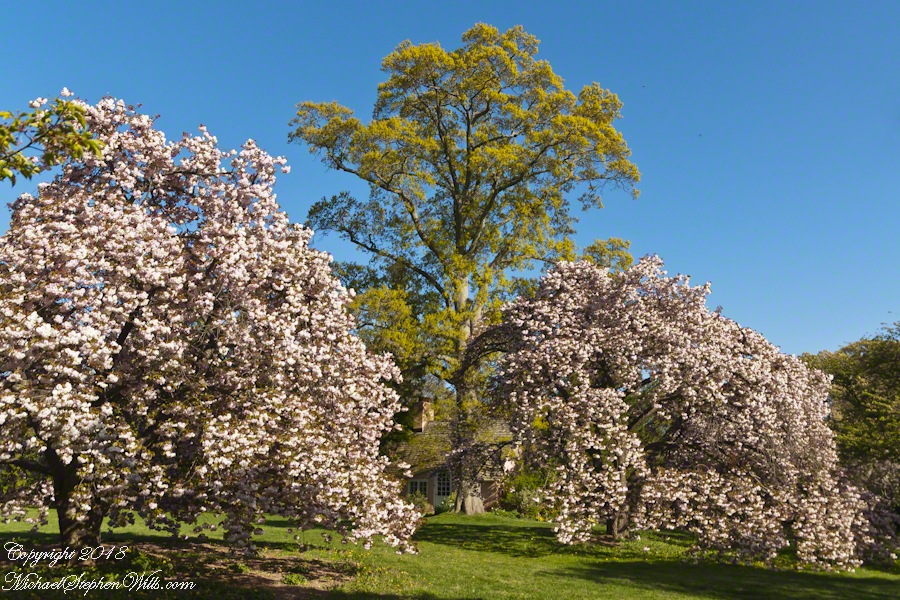 Playhouse with Flowering Cherry and Oak trees – CLICK ME for my Getty Portfolio.