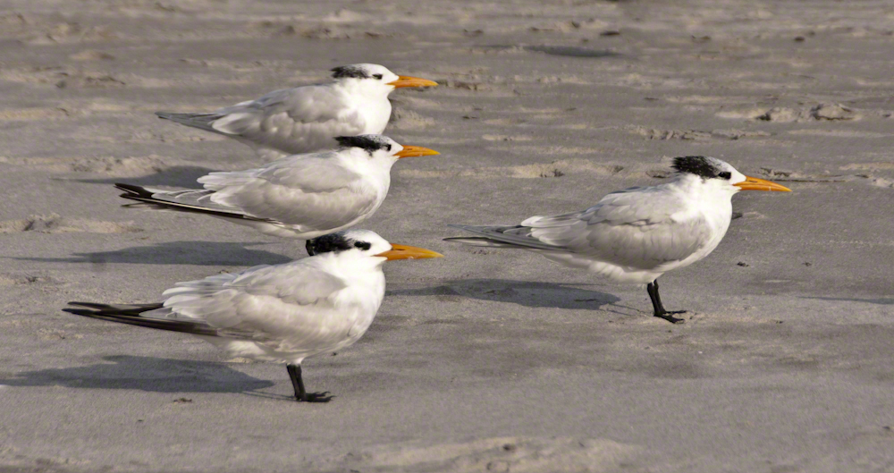 Royal Terns at rest
