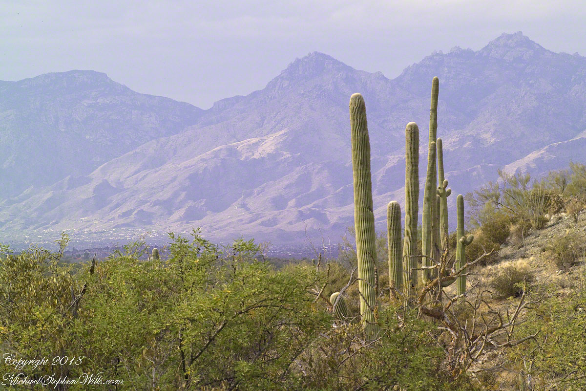 Young Saguaros and the Catalinas – CLICK ME to view Ocotillo Sunset.