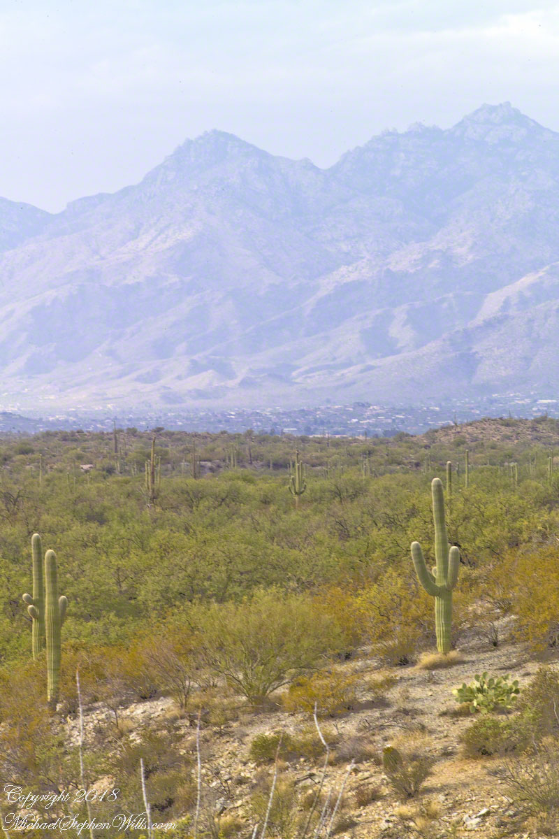 Saguaros and the Catalinas – CLICK ME to view Ocotillo Sunset.