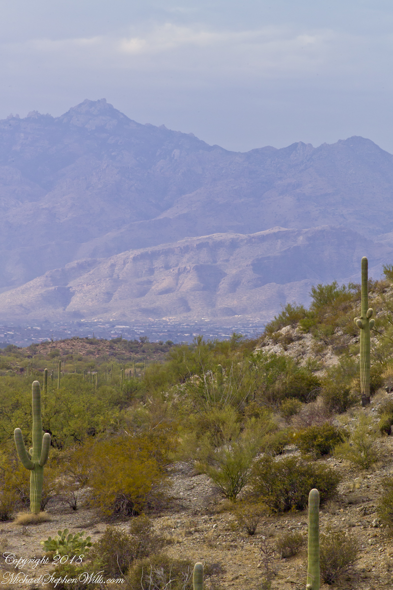 Catalinas, Finger Rock, and Saguaros – CLICK ME to view Ocotillo Sunset.