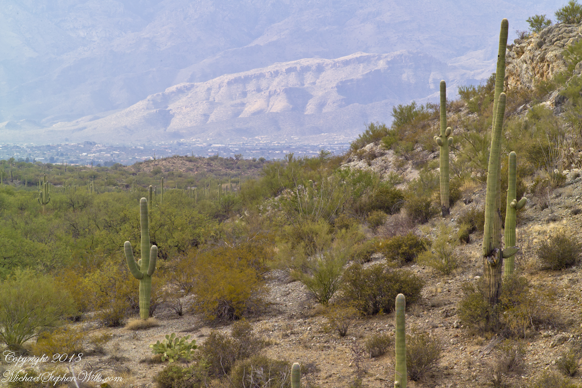 SaguaroEast20051104-4